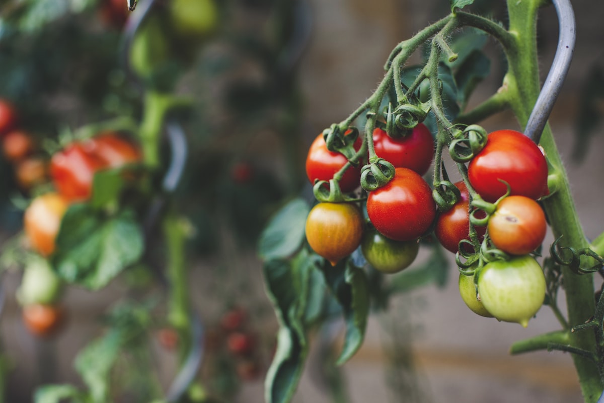 Fresh produce at a market