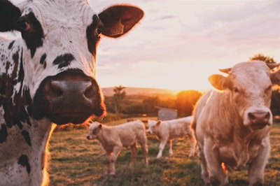 Farmer